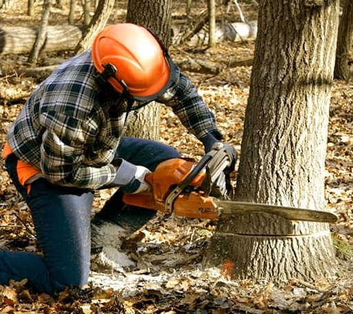 Tree Removal in Rumney, NH
